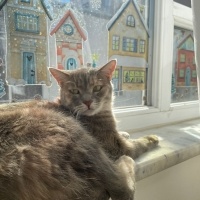 Tekir Kedi, Kedi  Şipidik fotoğrafı