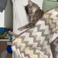 Tekir Kedi, Kedi  Şipidik fotoğrafı