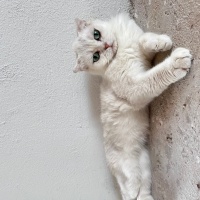 Scottish Fold, Kedi  Pamuk fotoğrafı