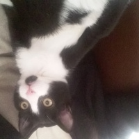Tekir Kedi, Kedi  Pati fotoğrafı