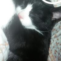 Tekir Kedi, Kedi  Pati fotoğrafı