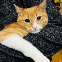 Tekir Kedi, Kedi  Karamel fotoğrafı