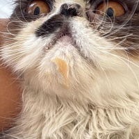 İran Kedisi (Persian), Kedi  Liliy fotoğrafı