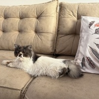 İran Kedisi (Persian), Kedi  Liliy fotoğrafı