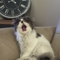 İran Kedisi (Persian), Kedi  Liliy fotoğrafı