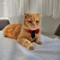 İran Kedisi (Persian), Kedi  Liliy fotoğrafı