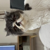 İran Kedisi (Persian), Kedi  Liliy fotoğrafı