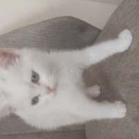 British Shorthair, Kedi  Sütlaç fotoğrafı