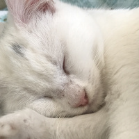 Van Kedisi, Kedi  Mişa fotoğrafı