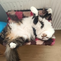 Norwegian Forest, Kedi  Minnak fotoğrafı