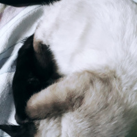Siyam Kedisi, Kedi  simya fotoğrafı