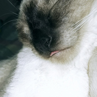 Siyam Kedisi, Kedi  simya fotoğrafı