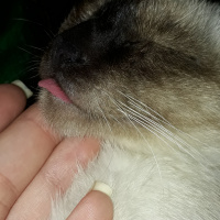 Siyam Kedisi, Kedi  simya fotoğrafı