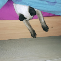 Siyam Kedisi, Kedi  simya fotoğrafı