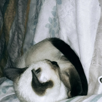 Siyam Kedisi, Kedi  simya fotoğrafı