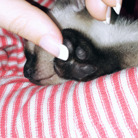 Siyam Kedisi, Kedi  simya fotoğrafı