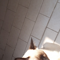 Siyam Kedisi, Kedi  simya fotoğrafı