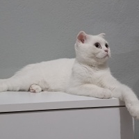 British Shorthair, Kedi  Pamuk fotoğrafı