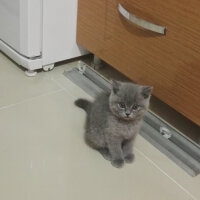 British Shorthair, Kedi  Cheetos fotoğrafı