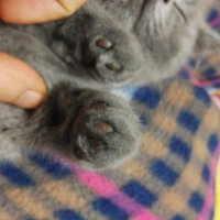 British Shorthair, Kedi  Cheetos fotoğrafı