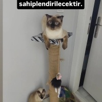 Siyam Kedisi, Kedi  Ankara içi kedi sahiplendirme fotoğrafı
