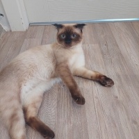 Siyam Kedisi, Kedi  Ankara içi kedi sahiplendirme fotoğrafı