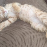 Sarman, Kedi  Fındık fotoğrafı