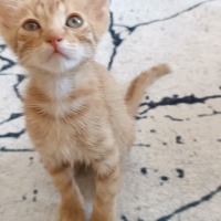 Sarman, Kedi  Fındık fotoğrafı