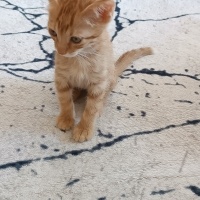 Sarman, Kedi  Fındık fotoğrafı