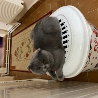 Scottish Fold, Kedi  reo fotoğrafı