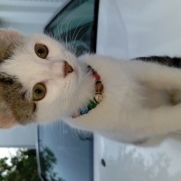 Tekir Kedi, Kedi  Boncuk fotoğrafı