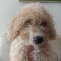 Poodle(Standart Kaniş), Köpek  Daisy fotoğrafı