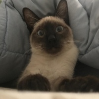 Siyam Kedisi, Kedi  Hero fotoğrafı