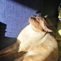 Siyam Kedisi, Kedi  Hero fotoğrafı