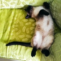 Siyam Kedisi, Kedi  Hero fotoğrafı