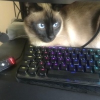 Siyam Kedisi, Kedi  Hero fotoğrafı