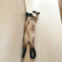 Siyam Kedisi, Kedi  Hero fotoğrafı