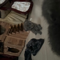 British Longhair, Kedi  Daha koymadım fotoğrafı