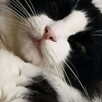 Soke, Kedi  Patikli fotoğrafı