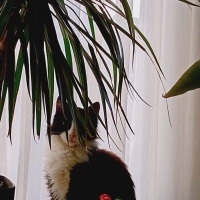 Soke, Kedi  Patikli fotoğrafı