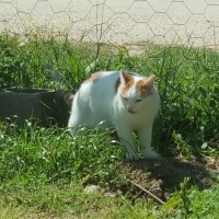 Tekir Kedi, Kedi  Çavuş fotoğrafı
