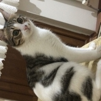 Tekir Kedi, Kedi  Pamuk fotoğrafı