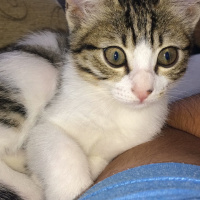 Tekir Kedi, Kedi  Pamuk fotoğrafı