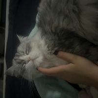 Chinchilla, Kedi  Luka fotoğrafı
