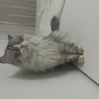 Chinchilla, Kedi  Luka fotoğrafı