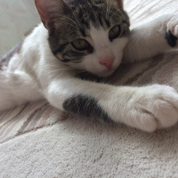 Tekir Kedi, Kedi  Bobby fotoğrafı