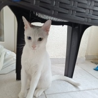 Van Kedisi, Kedi  Potter fotoğrafı