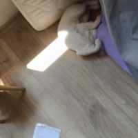 Van Kedisi, Kedi  Potter fotoğrafı