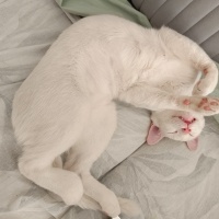 Van Kedisi, Kedi  Potter fotoğrafı