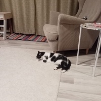 Tuxedo (Smokin) Kedi, Kedi  Gedson Oreo fotoğrafı